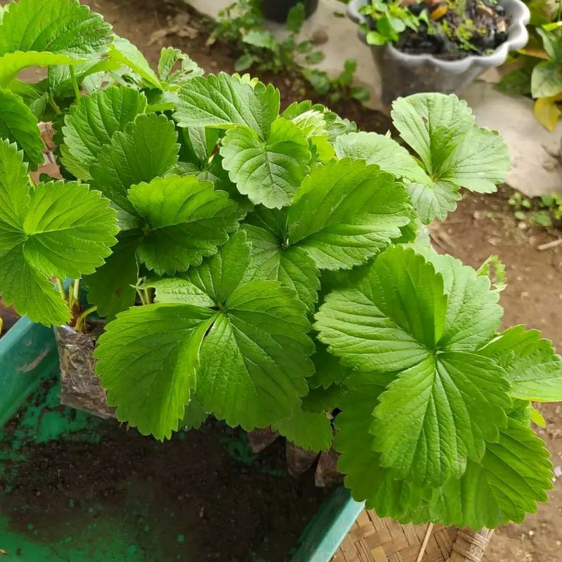 bibit strawberry manis mencir