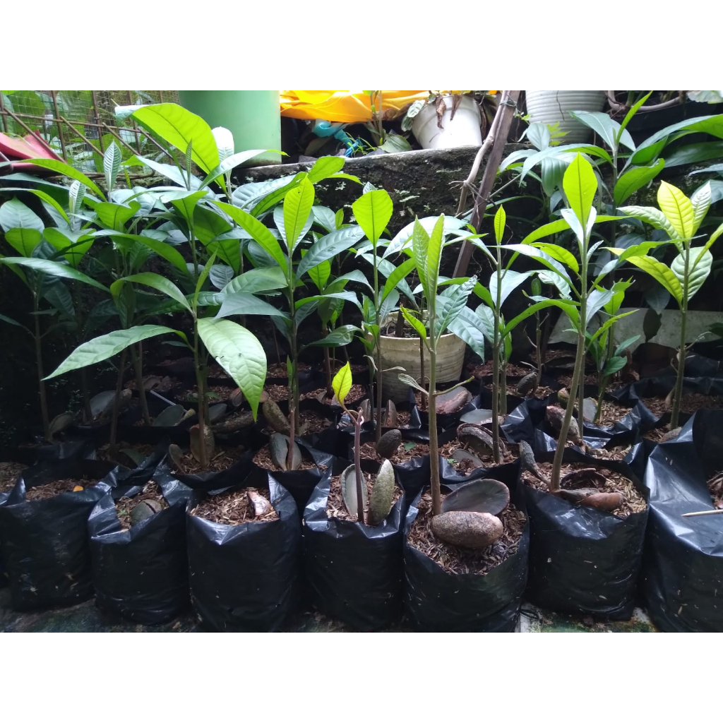 Bibit Mamey Sapote ukuran 30cm/ Sawo Mamey