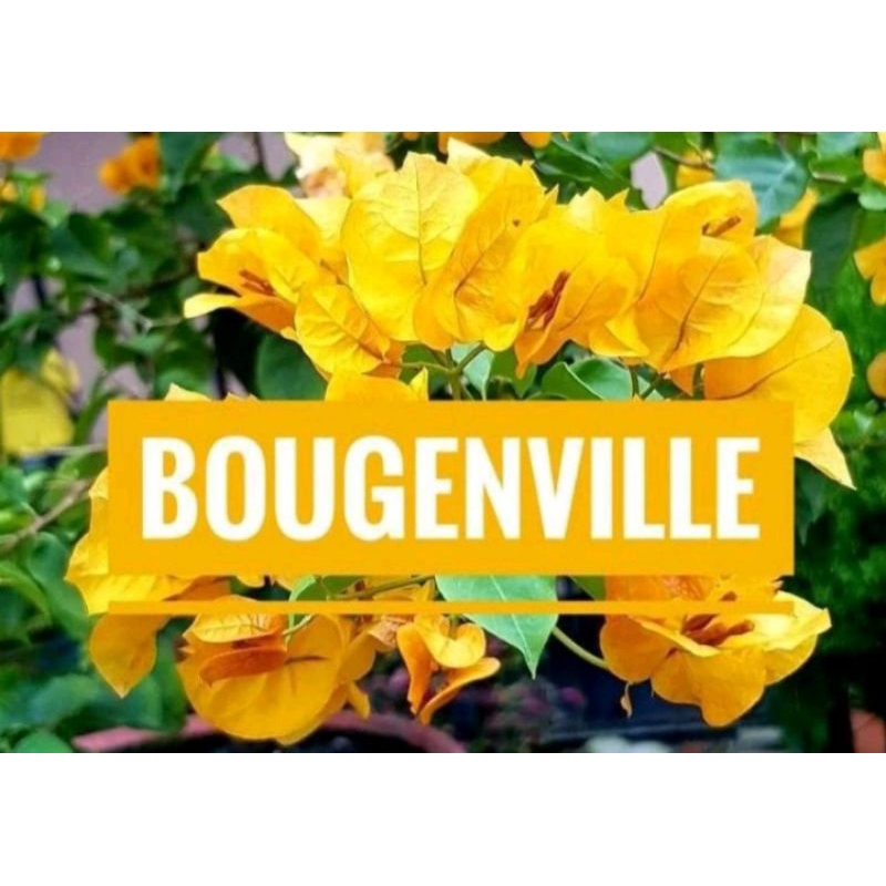 Bunga Kertas BUGENVIL KUNING