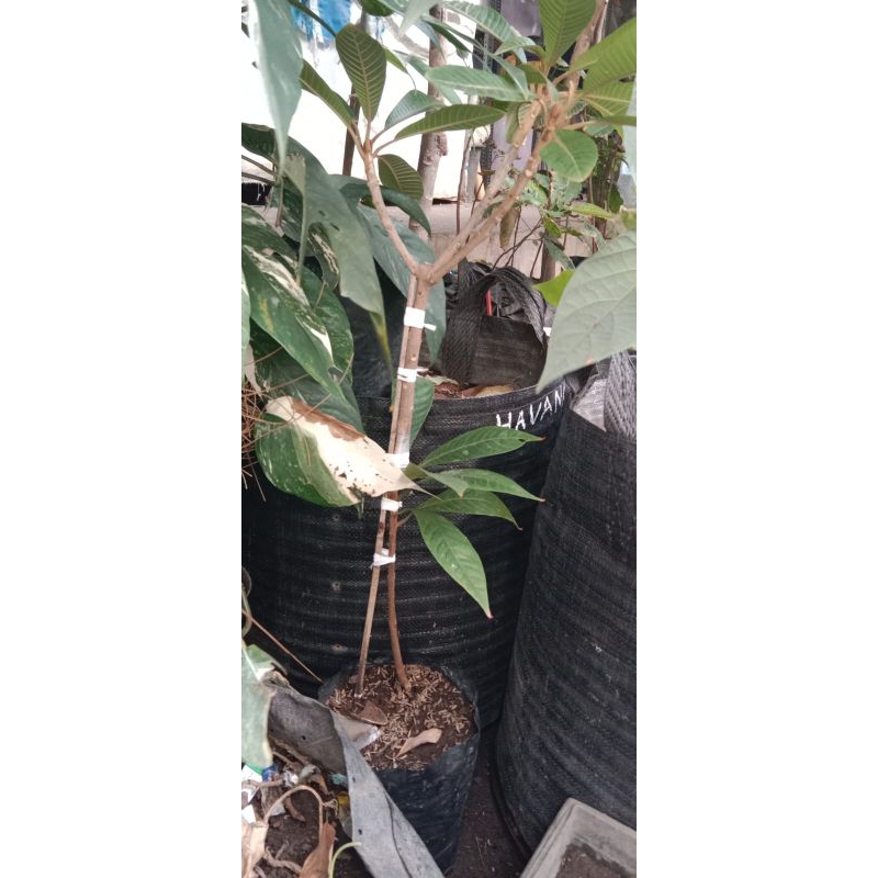 MAMEY SAPOTE MAGANA SAMBUNG SUSU