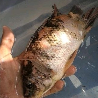 paket belajar budidaya indukan ikan nila