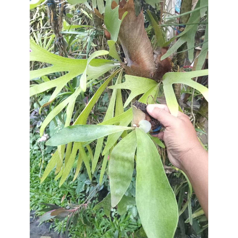 Platycerium bifurcatum Dutch & Veitchii Blue Boy Remaja