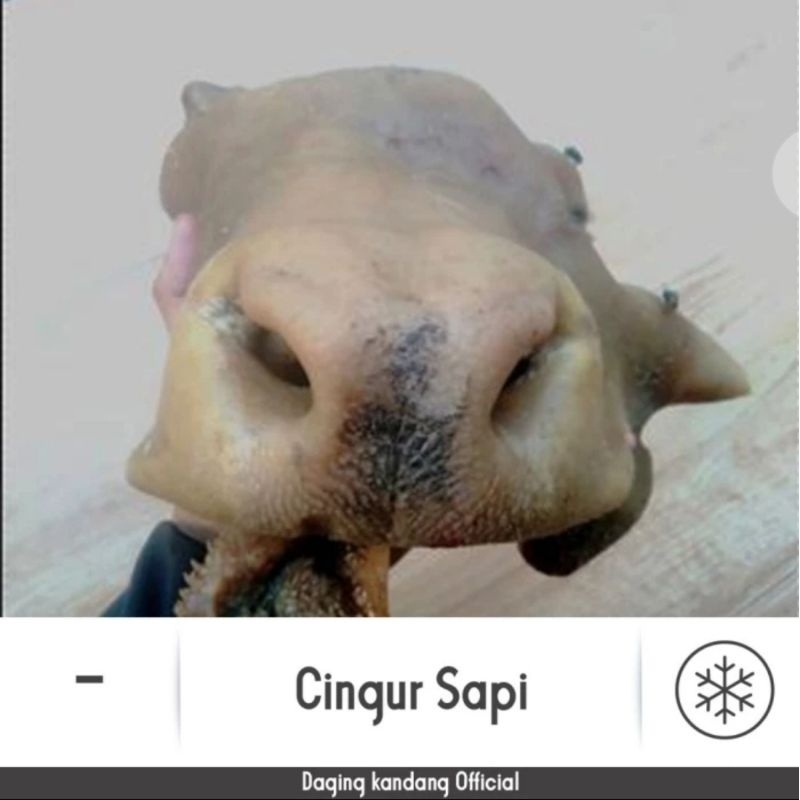 

CINGUR SAPI REBUS