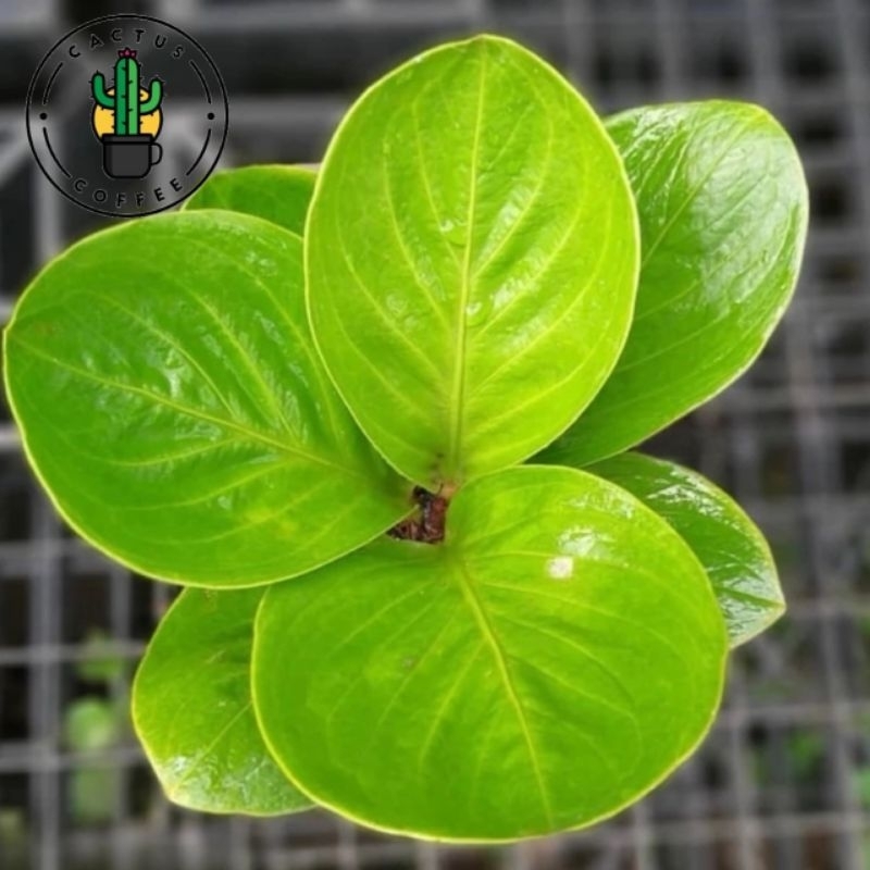 Tanaman hias anthurium jemani mangkok lady gaga dewasa - Jemani mangkok lady gaga