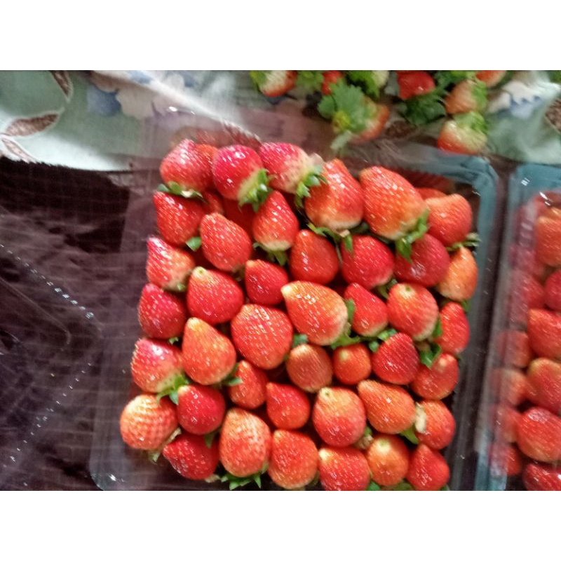

buah Strawberry press Langsung Dipetik Dari Kebun