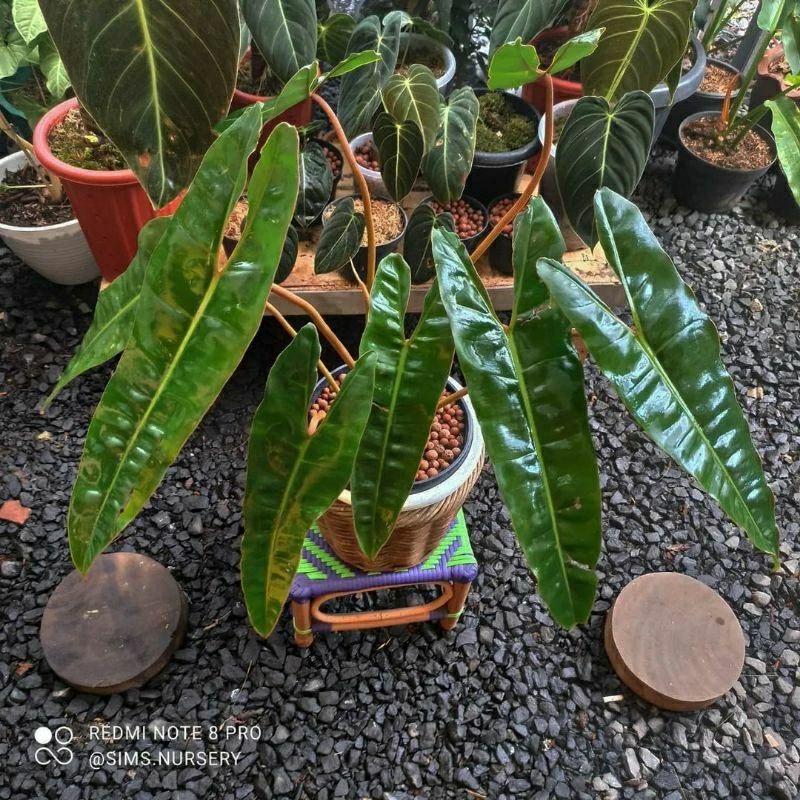 Tanaman Hias Philodendron bilitiae/ kabel busi- Philo kabel busi  original batang orange