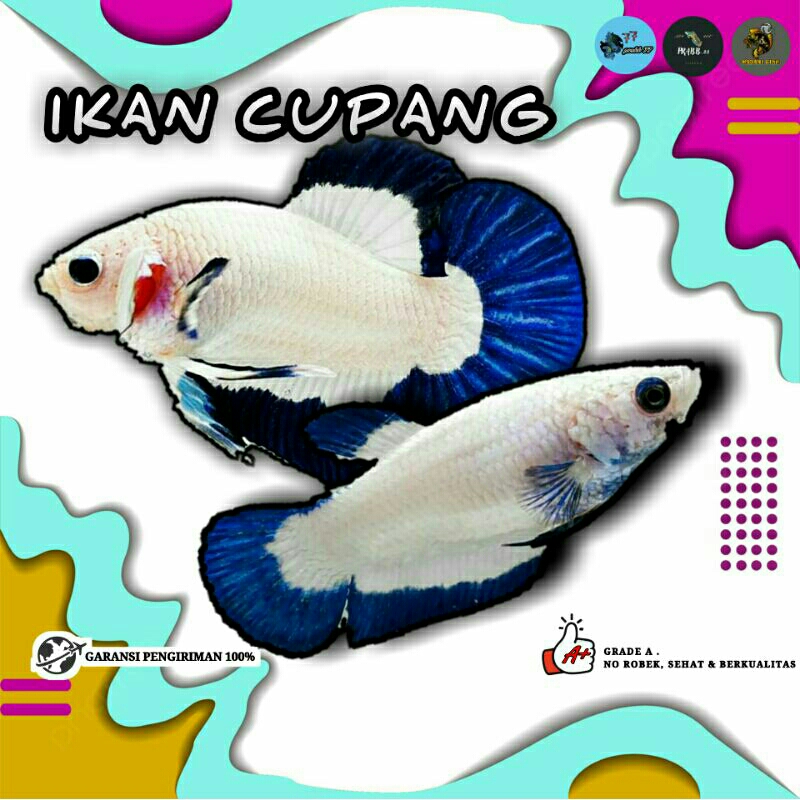 Cupang Bluerim Clean Ori thailand