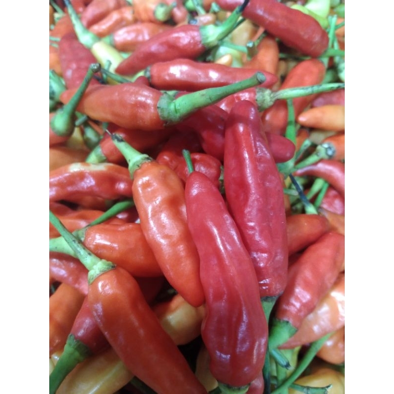 

Cabe Rawit Merah ORI 250gr