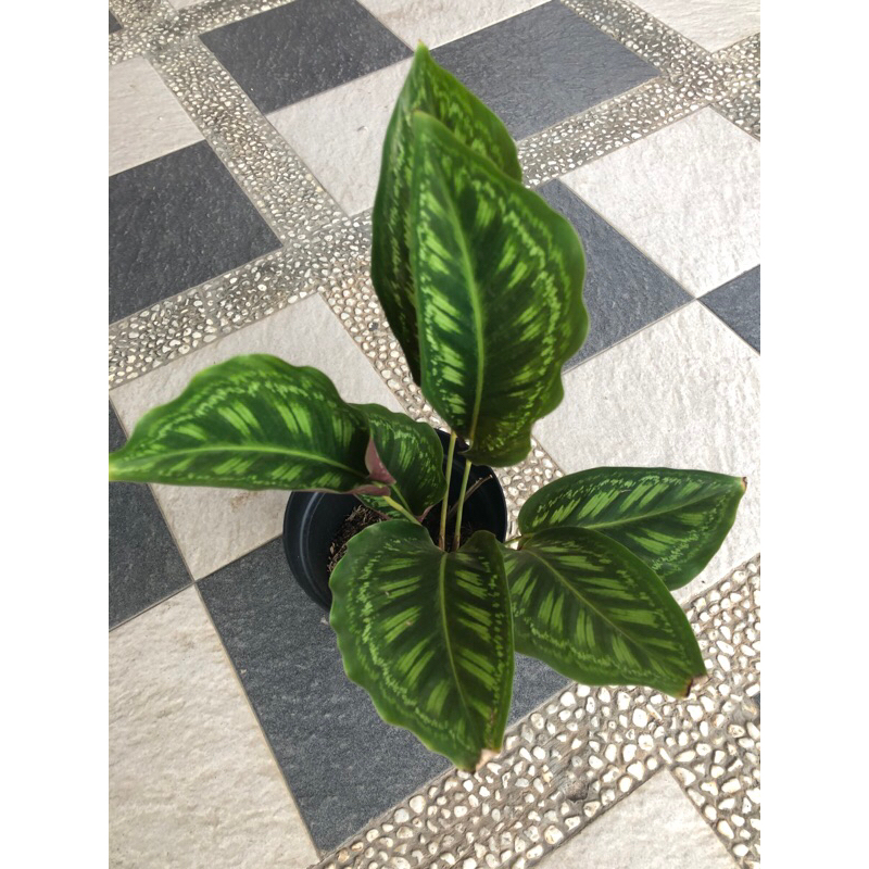 calathea libyana