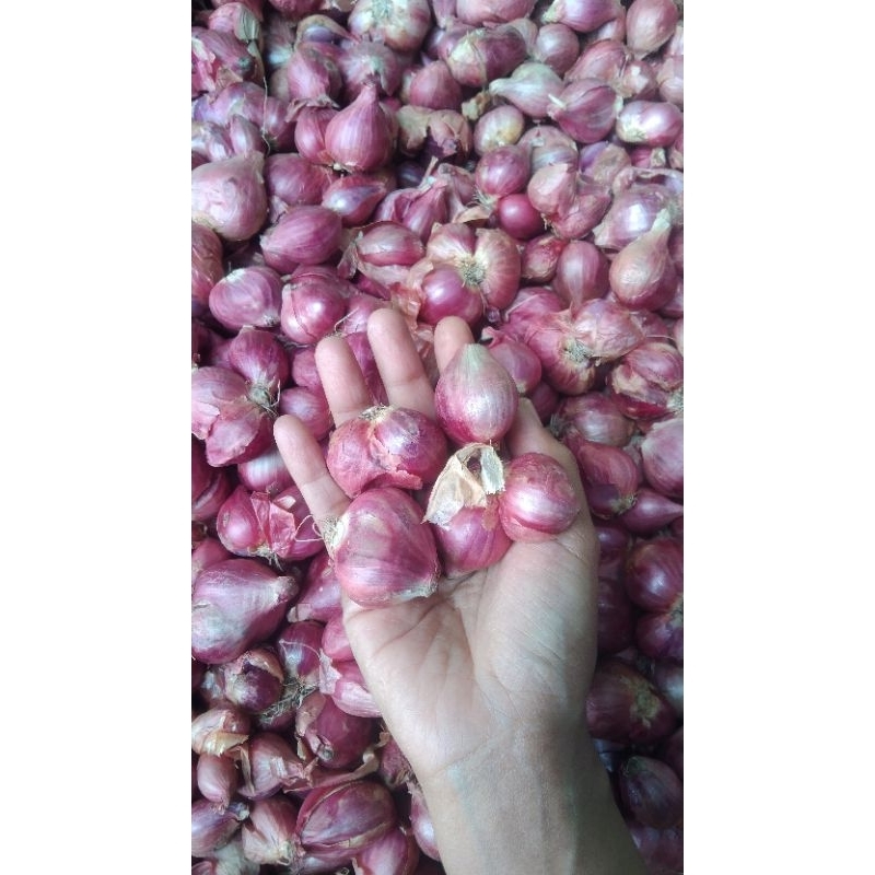 

BAWANG MERAH BESAR 1KG