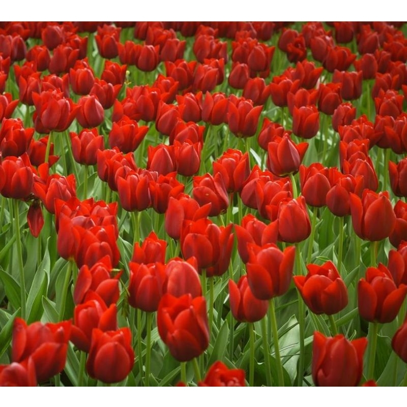 tanaman hias umbi tulip import bunga merah bukan benih