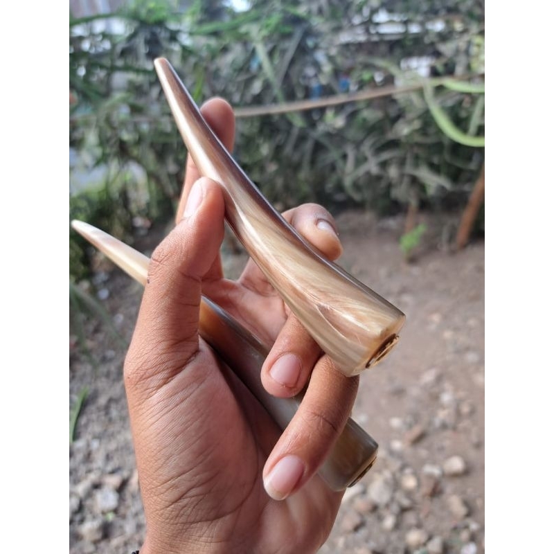 once tanduk kerbau bule