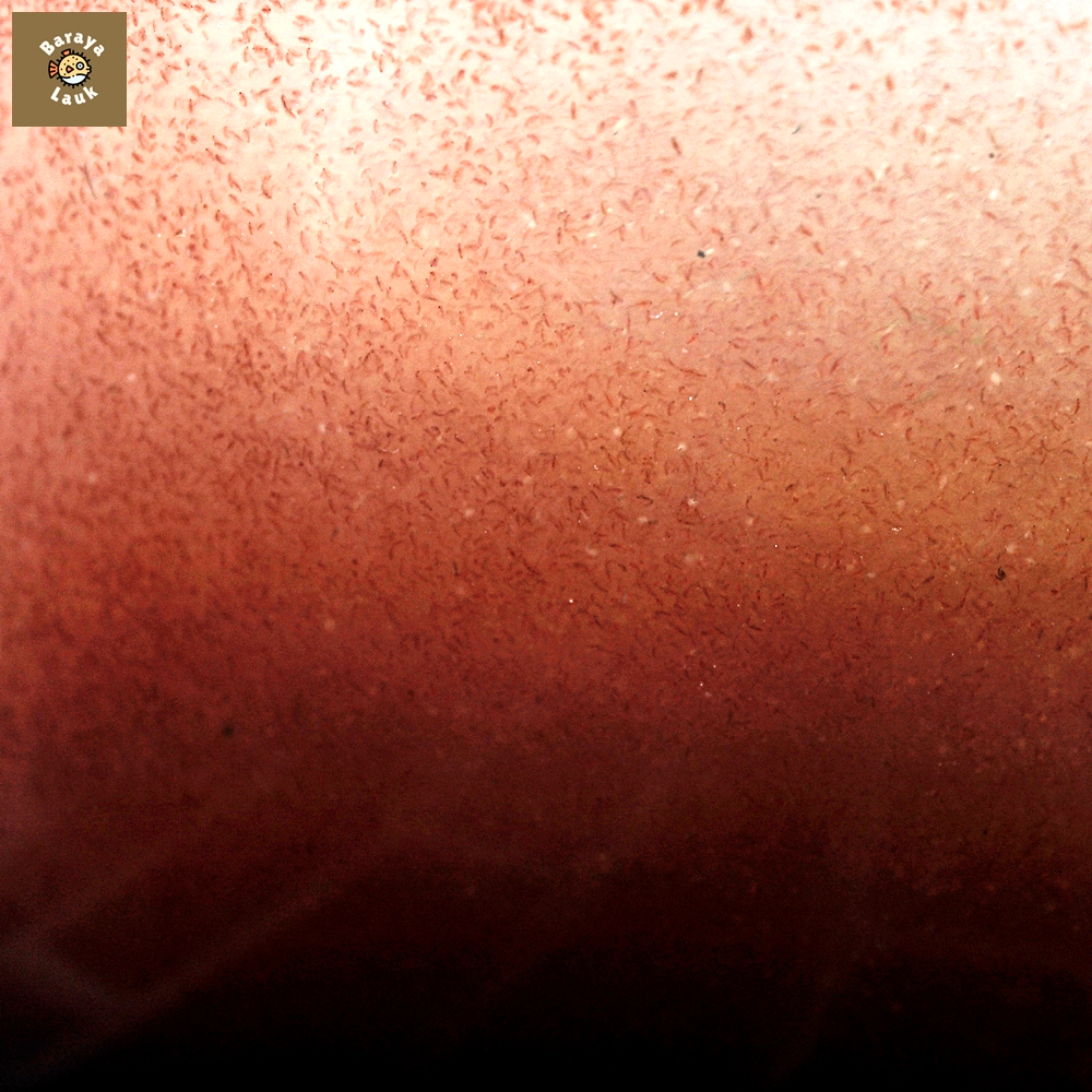 kutu air pakan pelet hidup anak ikan burayak moina sp