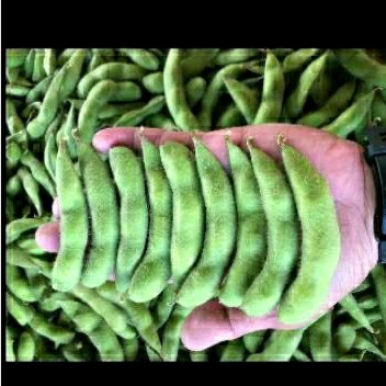 

Edamame 1Kg/Bungkus