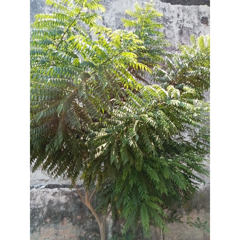 

Daun Kari fresh 10 tangkai