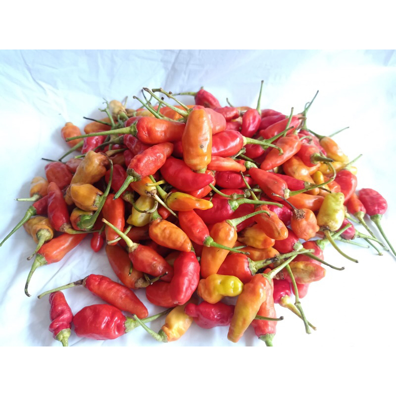 

CABE MERAH KECIL /ons