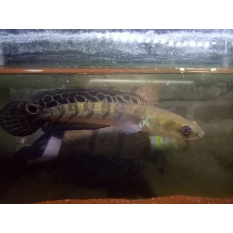 mainan channa maru Ys packing 500gr