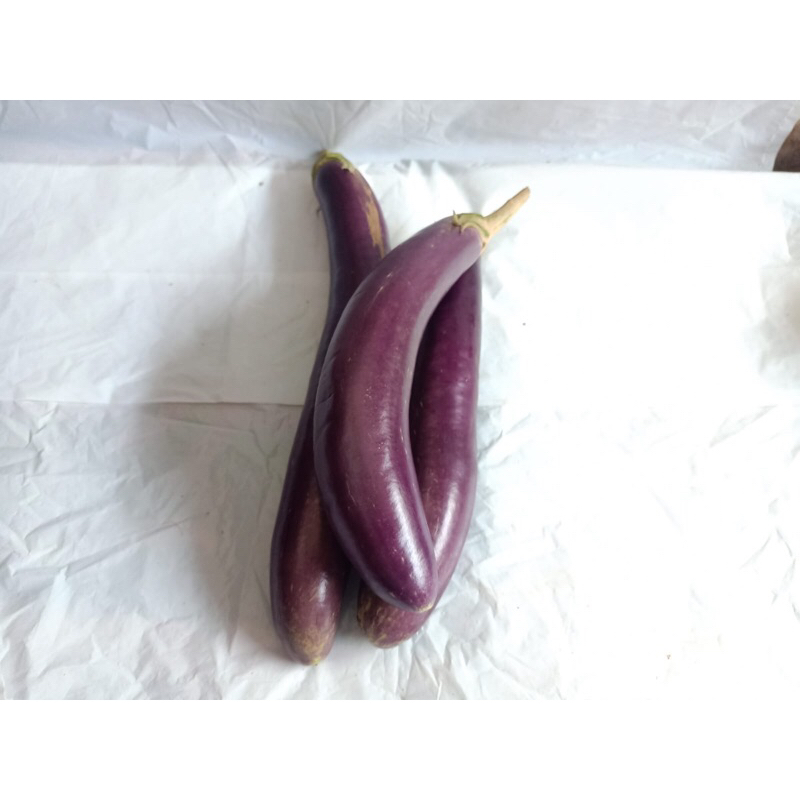 

TERONG /kg