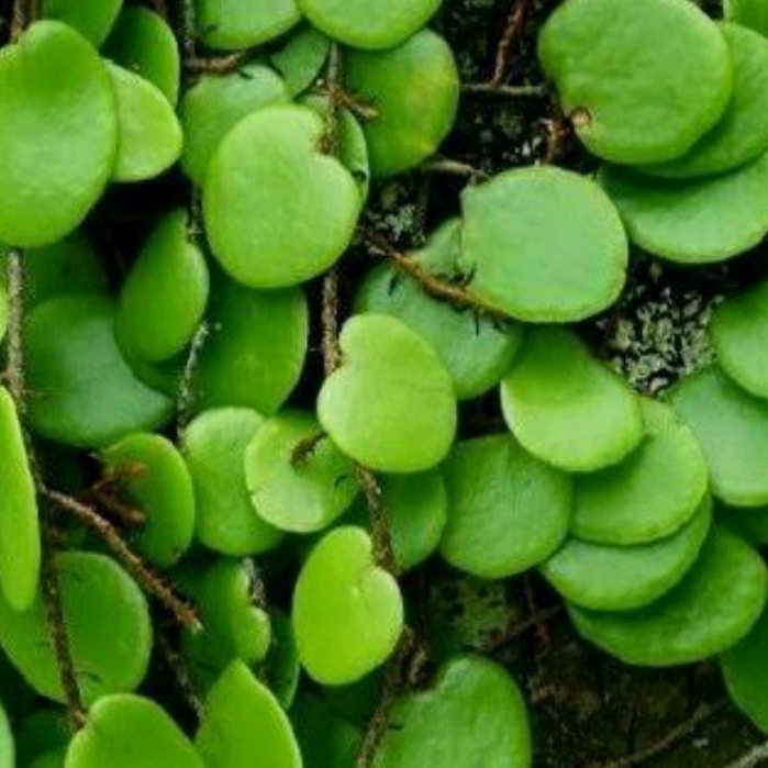 

DAUN PICISAN/SISIK NAGA HERBAL