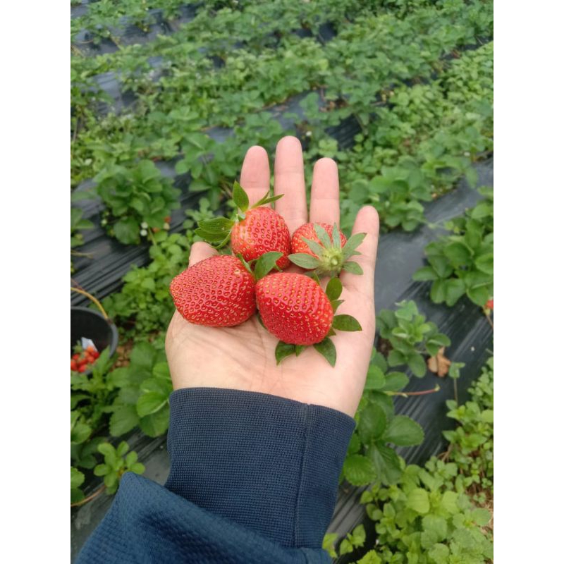 

strobery jenis mencir