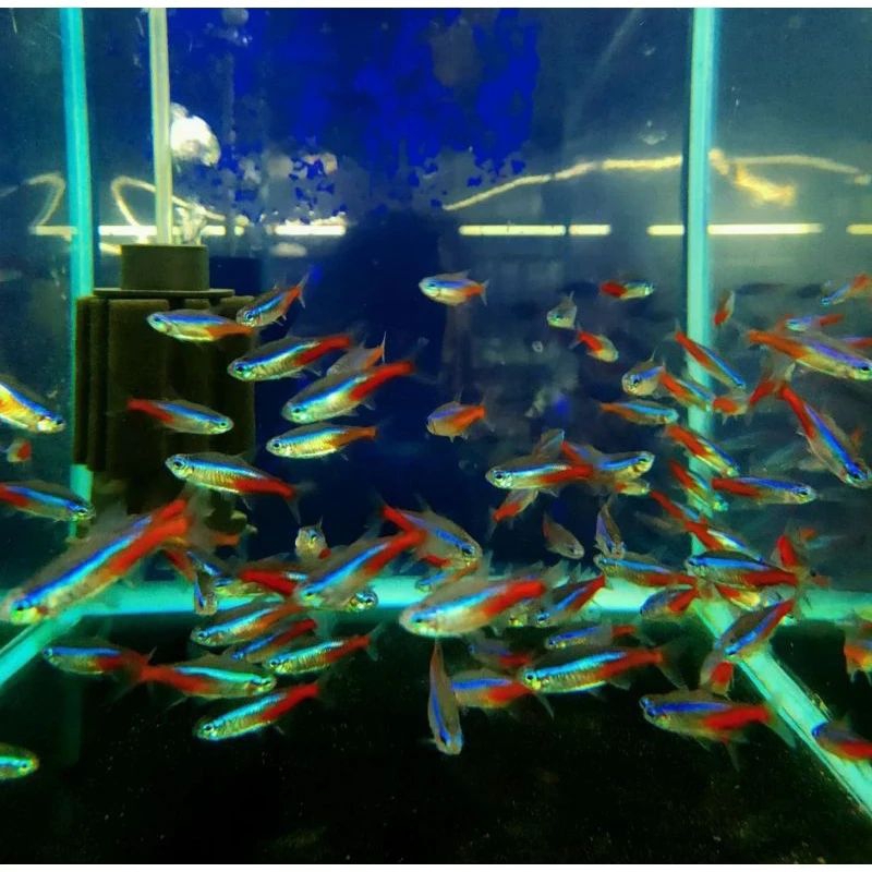 Neon tetra paket 10ekor