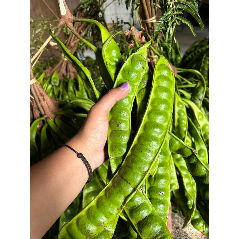 

PETAI/ PETE TUA SUPER ISI 5 papan