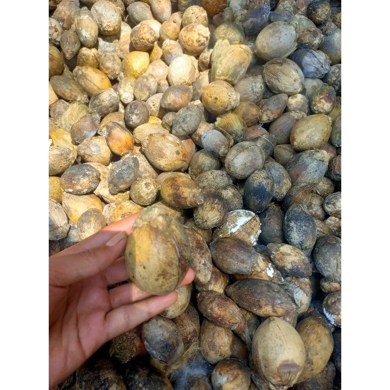 Buah Pinang Utuh Kering Belum Dikupas (Gondor / Pinang Kulit Asli) - 1 KG