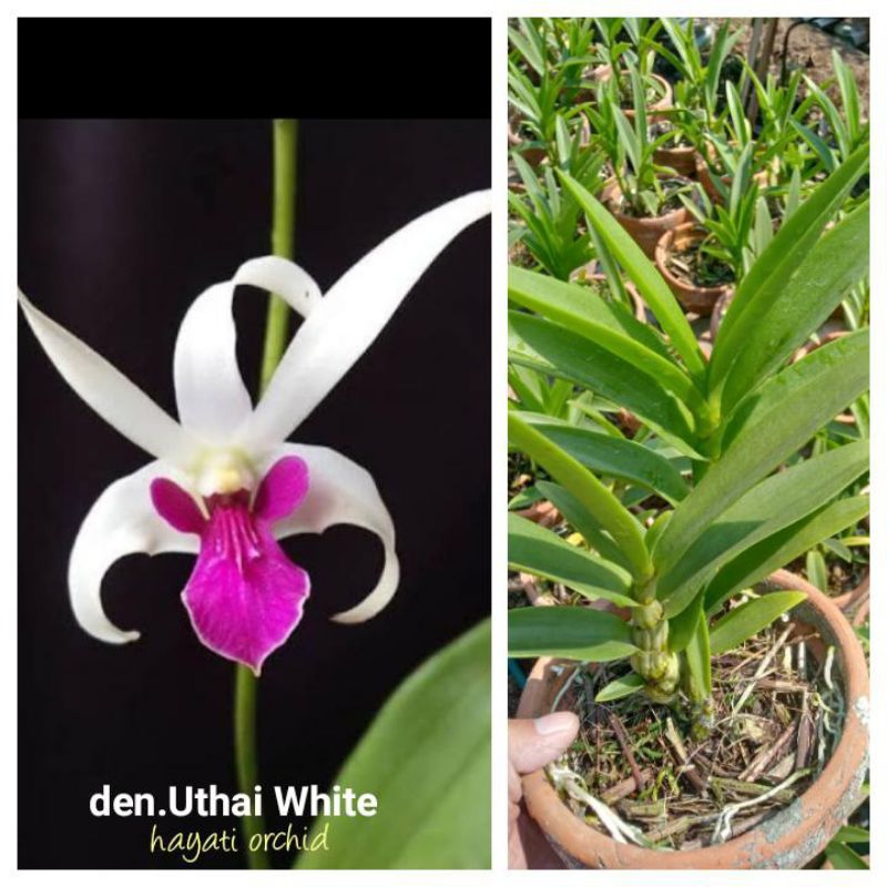 Anggrek Dendrobium Uthai White