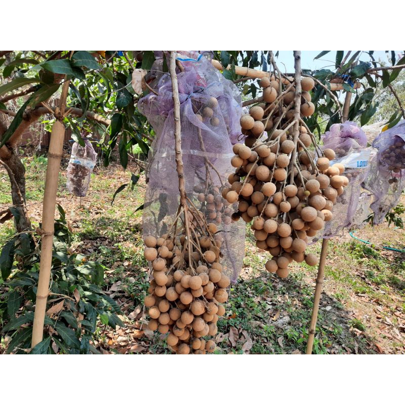 

Buah kelengkeng new kristal hasil kebun harga per kiloan