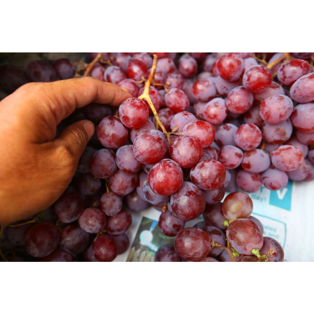 

Buah Segar Anggur Merah 250gr