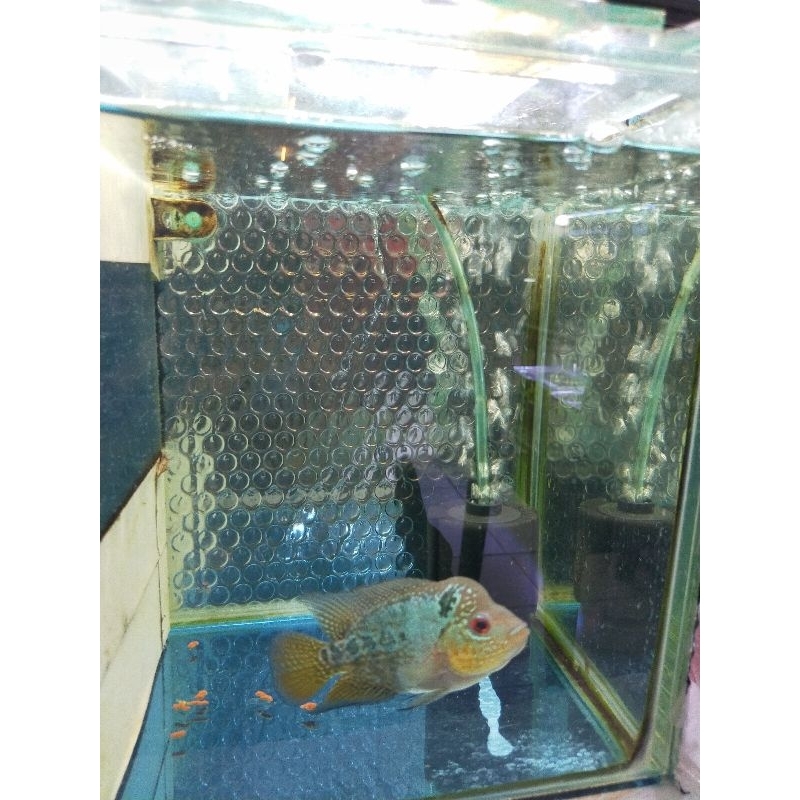 ikan Louhan GB Kamfa.jantan.