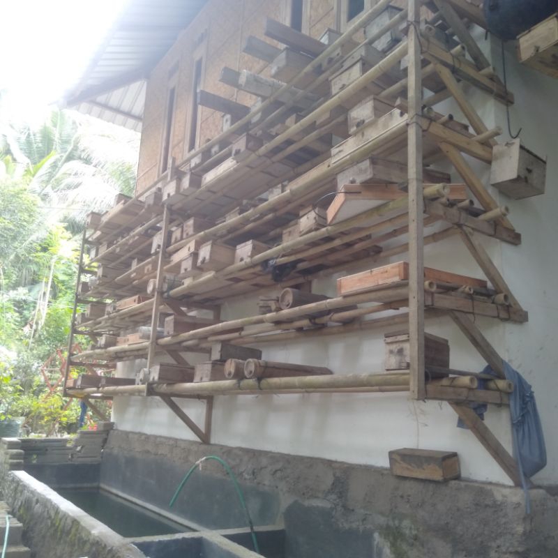 

Madu Trigona / Kelulut