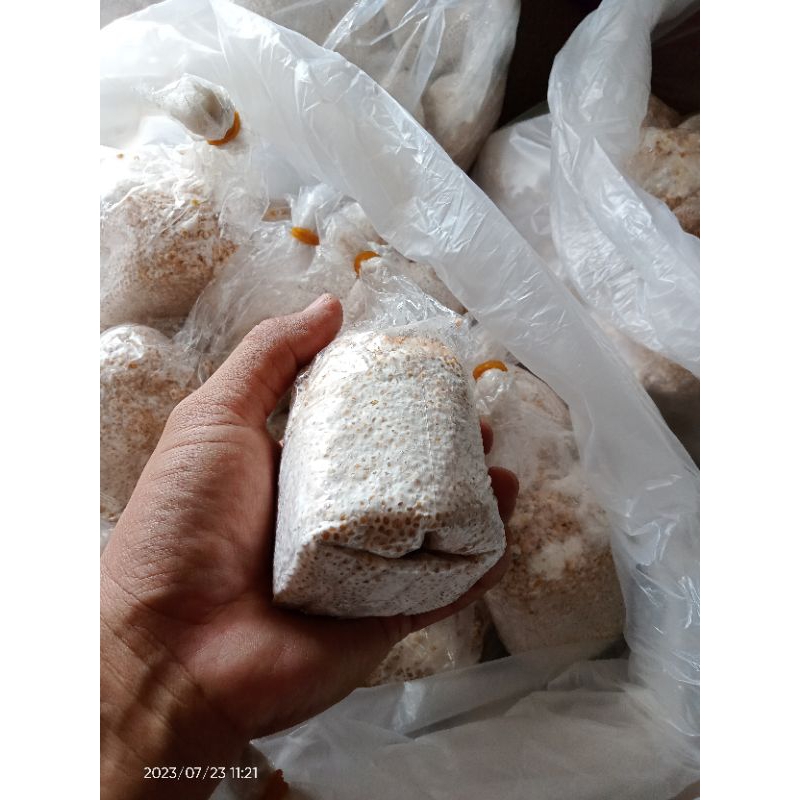 

F2 Tiram Putih Dan F2 Tiram Coklat