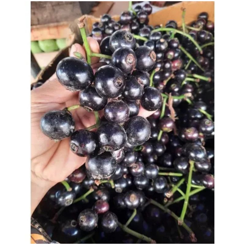 

Buah gowok 1 kilo buah Kupa buah ngidam buah langka buah musiman