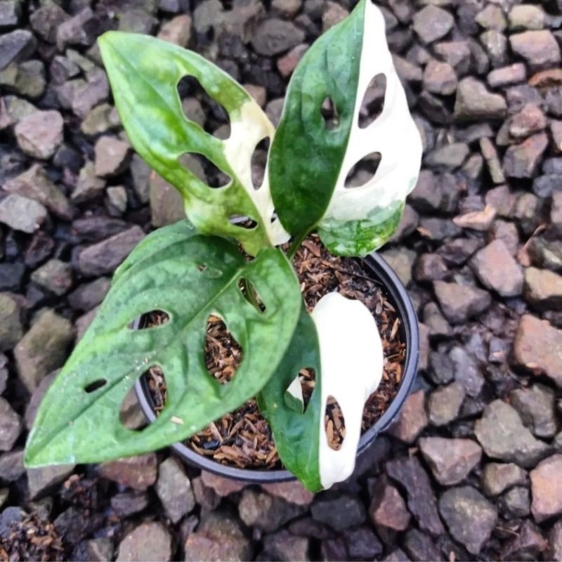 Janda Bolong/Tanaman Hias/Tumbuhan Dekorasi/Tumbuhan Asli