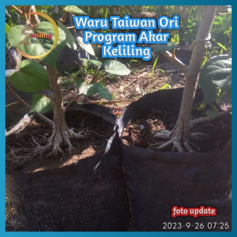 Bahan Bonsai Waru Taiwan Prokar