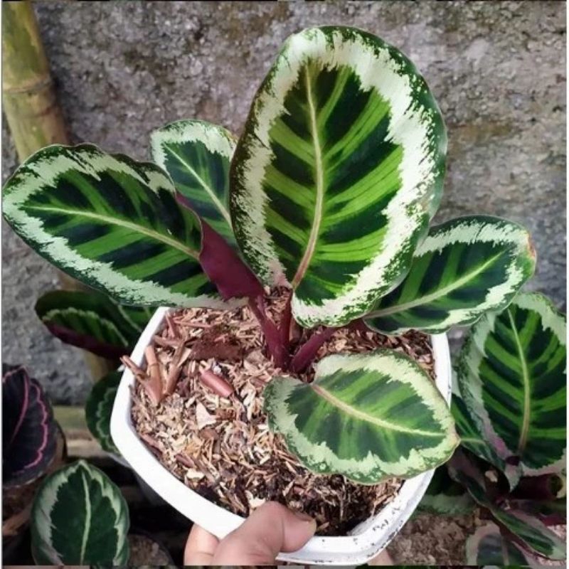 Calathea Angela