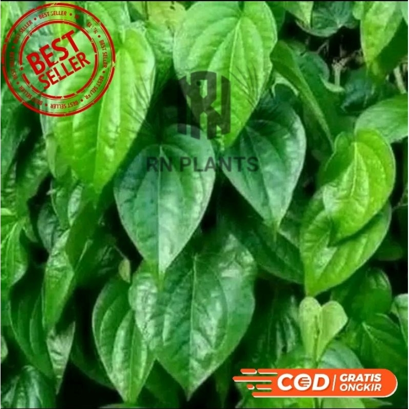 

DAUN SIRIH HIJAU SEGAR PERHELAI / PERLEMBAR
