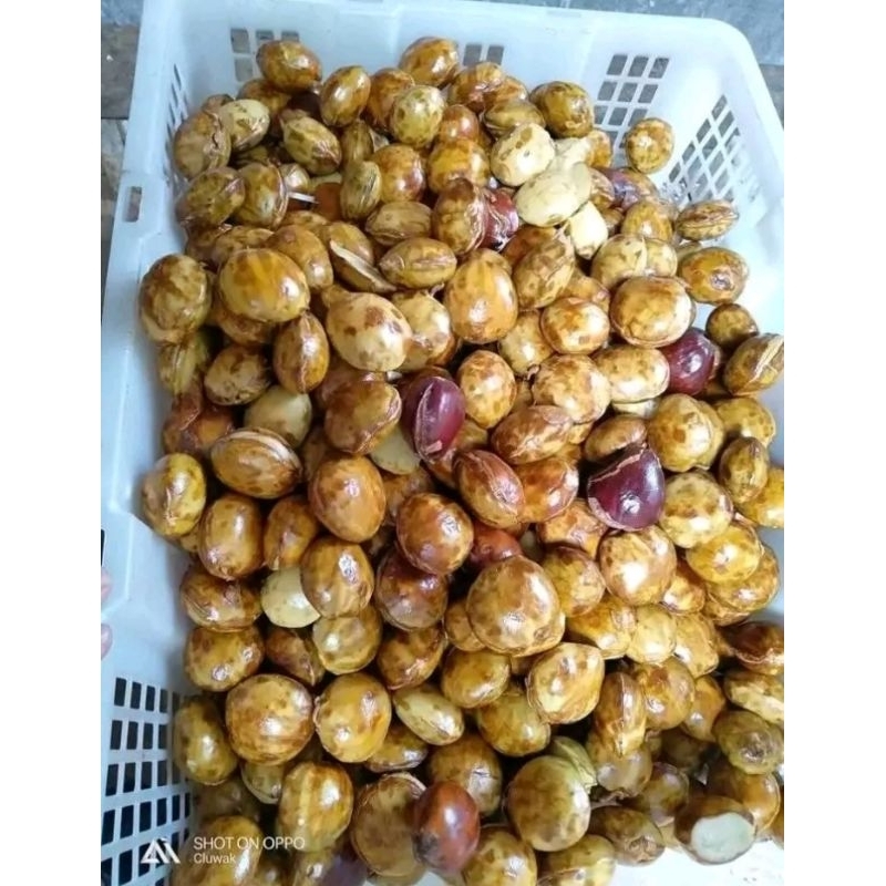 

Jengkol/Jengki/Jereng 1Kg Fresh Baru metik Asli Pati