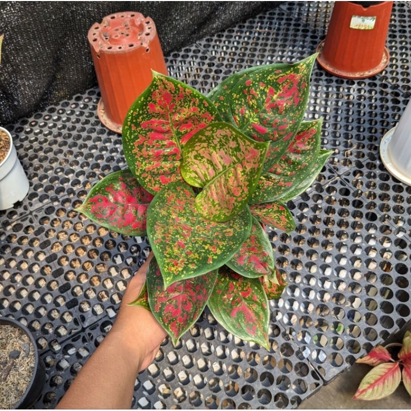 Aglaonema Red Spider Size Induk