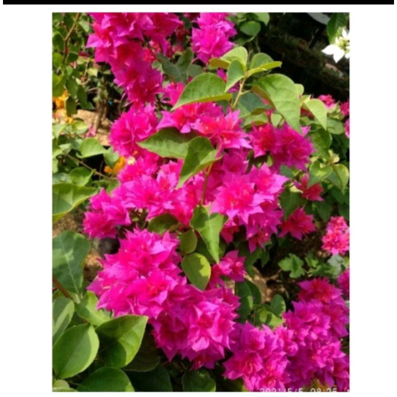 PROMO .... BUGENVIL BUNGA MERAH FANTA