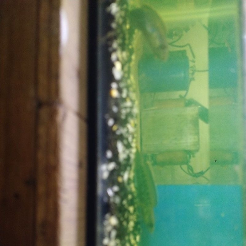 cana stewarti karbi uk 7-8 cm josjis