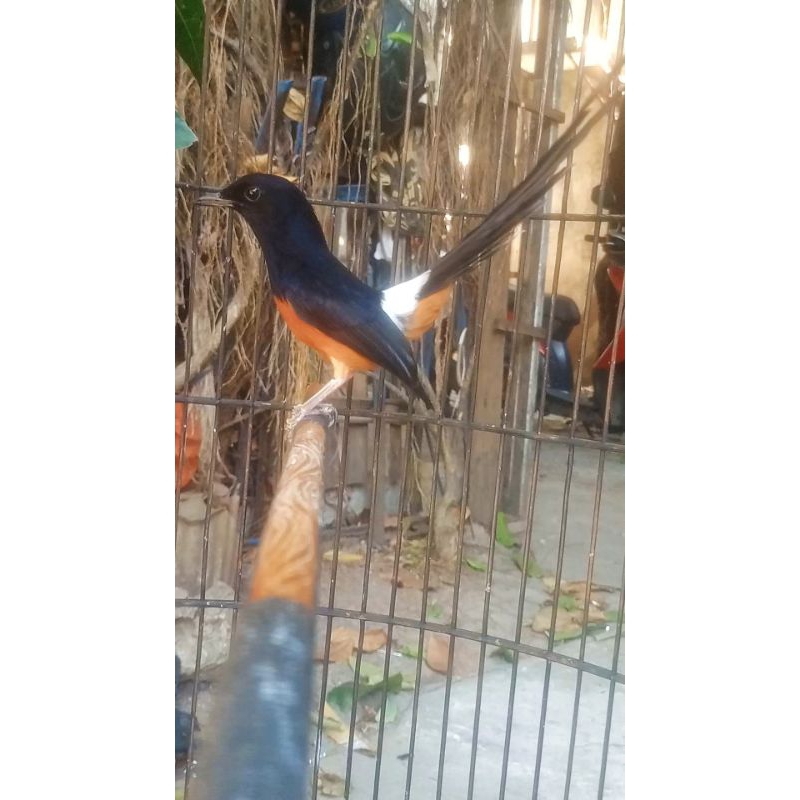 MURAI BATU GACORAN SIAP GANTANG