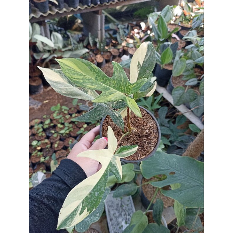 Philodendron Florida Beauty / Philo Flobe