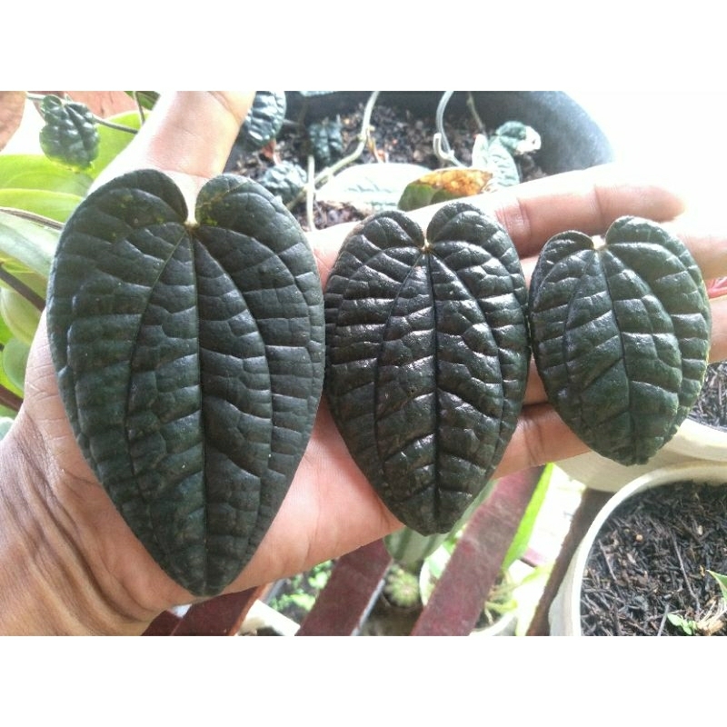 DAUN SIRIH HITAM PAPUA ORIGINAL