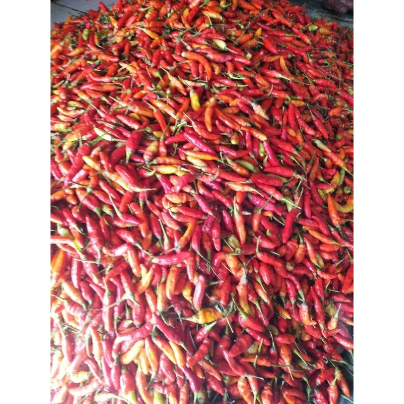 

promo cabe rawit merah 1 kg