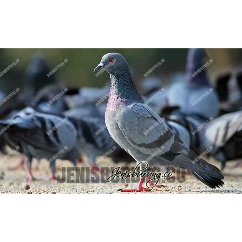 

Telur merpati homer fertil