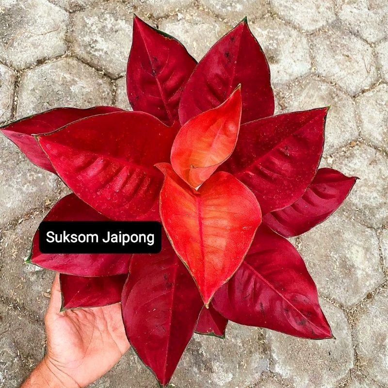 Aglonema Suksom Jaipong Super Merah Roset Tanaman Hias Bunga Aglaonema Suksom Jaipong Super Red Mura