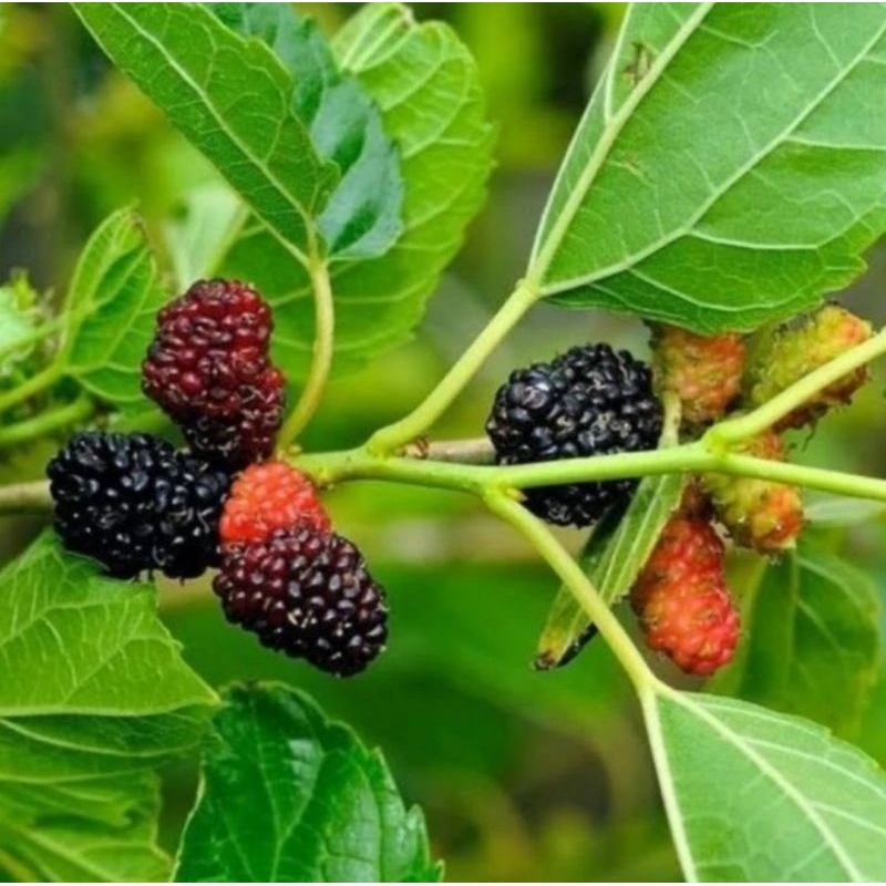 

Daun murbei segar- Fresh Leaf murberry 100pc