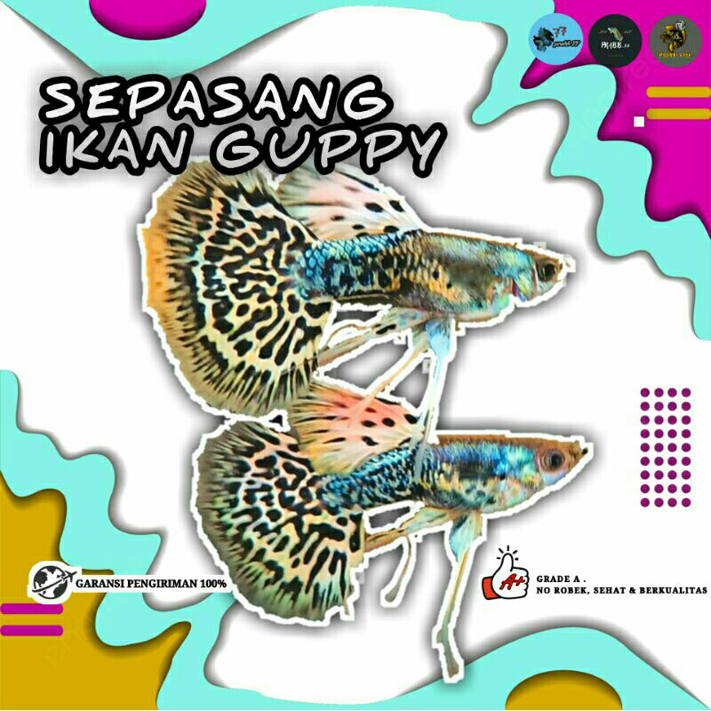 sepasang guppy leopard grade, perlengkapan aquarium